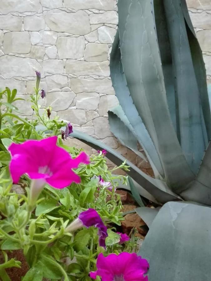 Amaryllis Otel San Vito Lo Capo Dış mekan fotoğraf